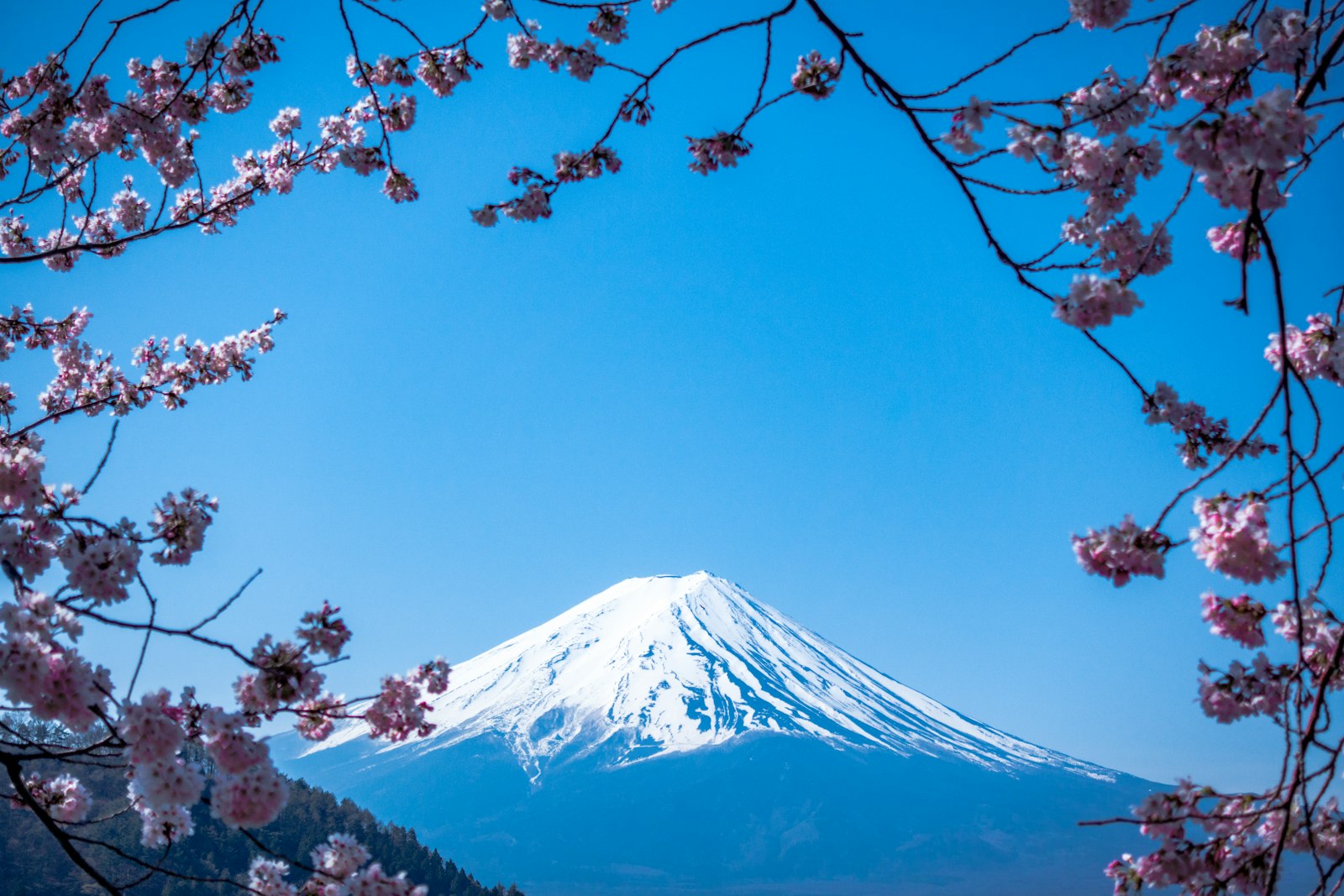 Mount Fuji framed by cherry blossoms